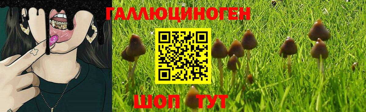 Псилоцибиновые грибы GOLDEN TEACHER Гай